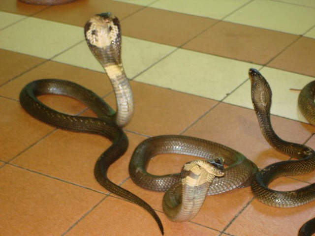Mô hình rắn hổ mang